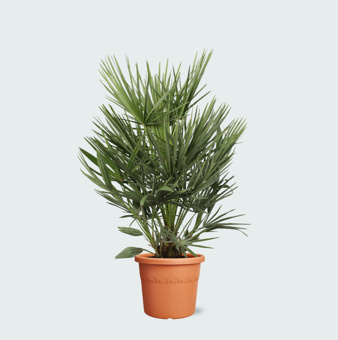 Chamaerops Humilis - 100cm - Kamerplant Kopen