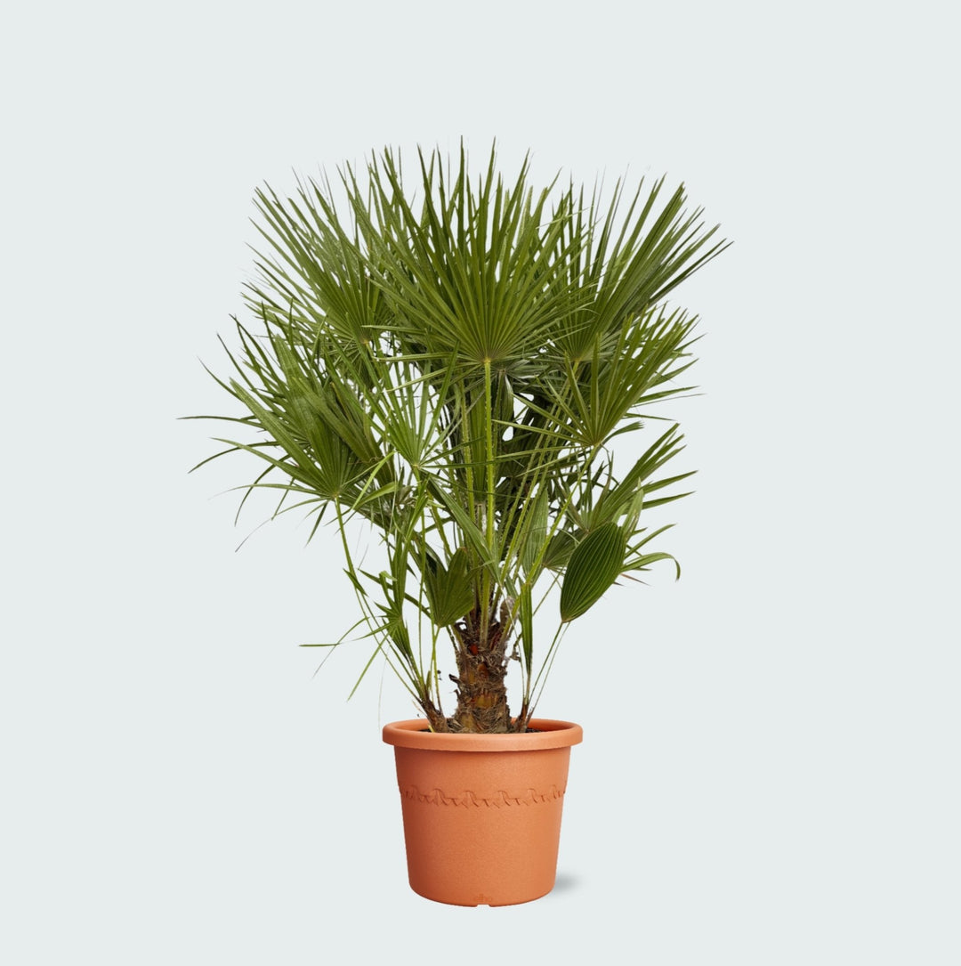 Chamaerops Humilis - 130cm - Acheter une plante d'intérieur