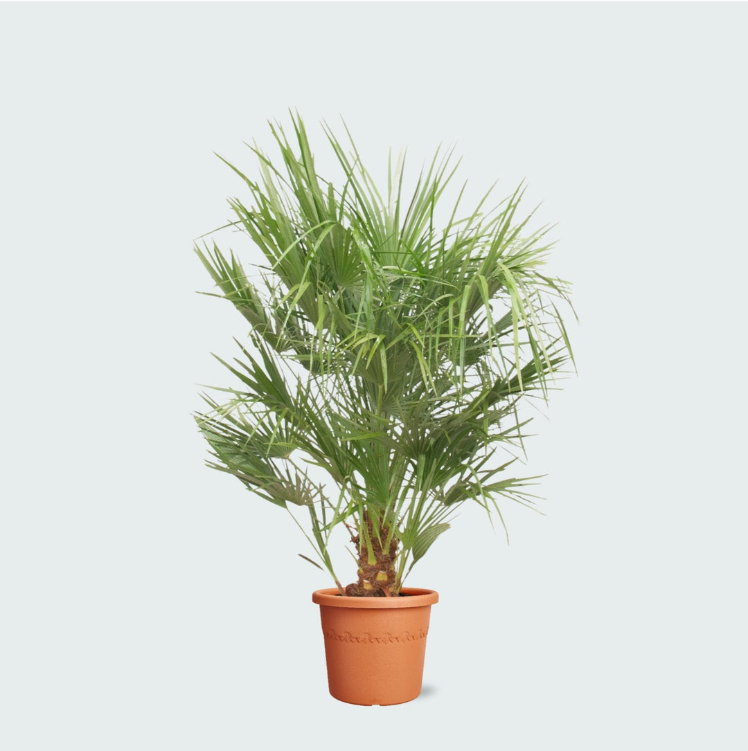 Chamaerops Humilis - 150 cm - Kamerplant Kopen