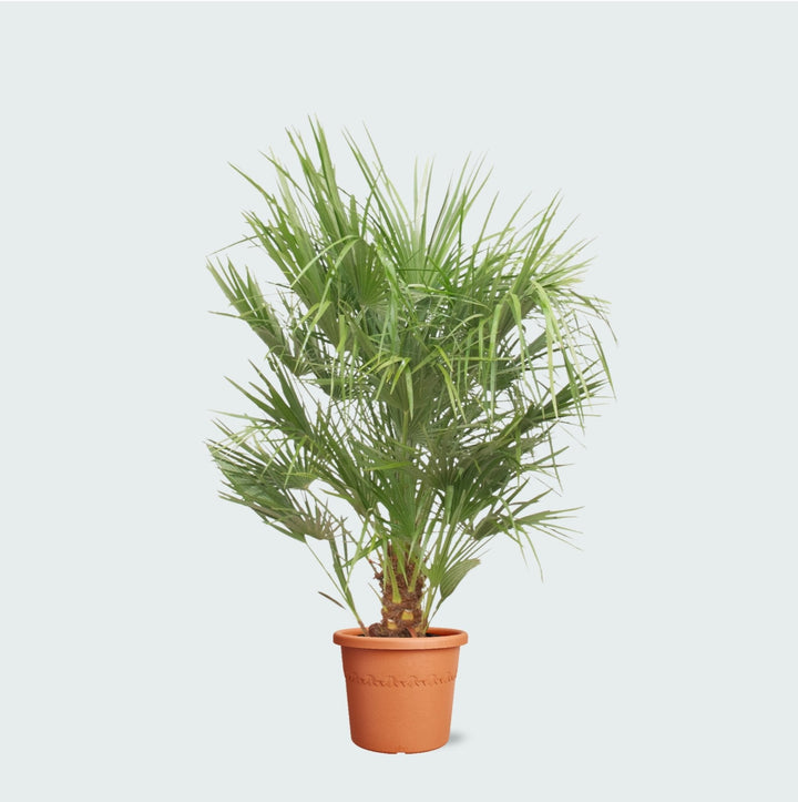 Chamaerops Humilis - 150 cm - Kamerplant Kopen