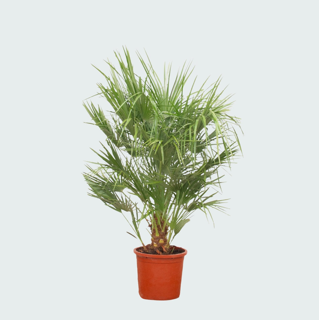 Chamaerops Humilis - 150 cm - Kamerplant Kopen