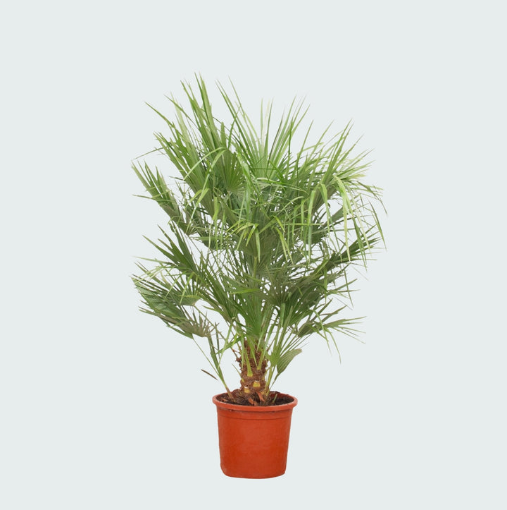 Chamaerops Humilis - 150 cm - Kamerplant Kopen