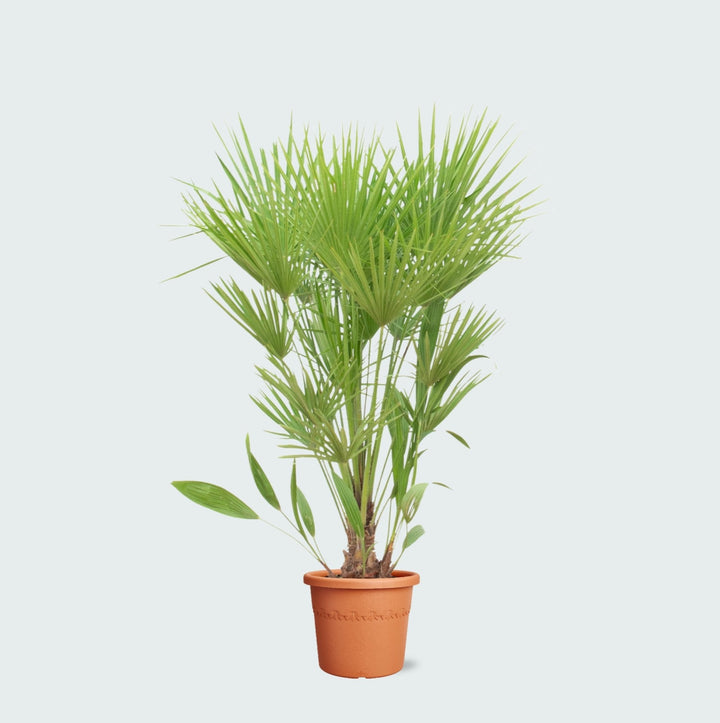 Chamaerops humilis - 170cm - Acheter une plante d'intérieur