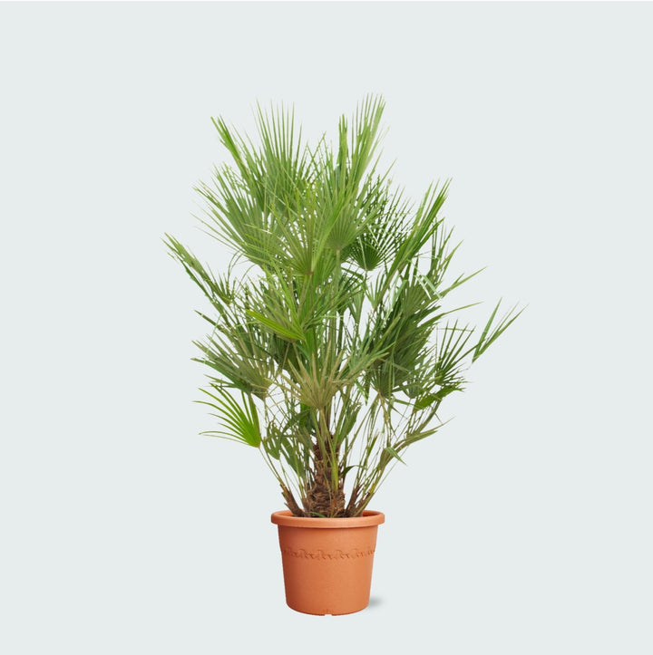 Chamaerops Humilis - 190 cm - Acheter une plante d'intérieur