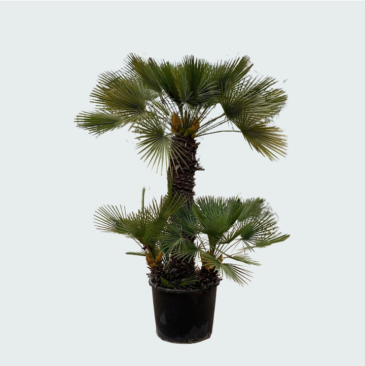 Chamaerops Humilis - 230cm - Kamerplant Kopen
