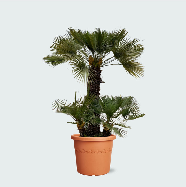 Chamaerops Humilis - 230cm - Kamerplant Kopen