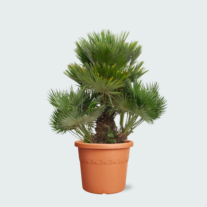 Chamaerops Humilis Vulcano - 180cm - Acheter une plante d'intérieur