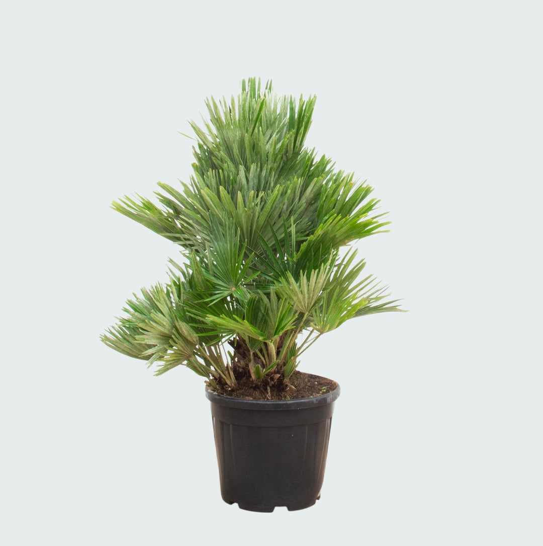 Chamaerops Humilis Vulcano compact - 100 cm