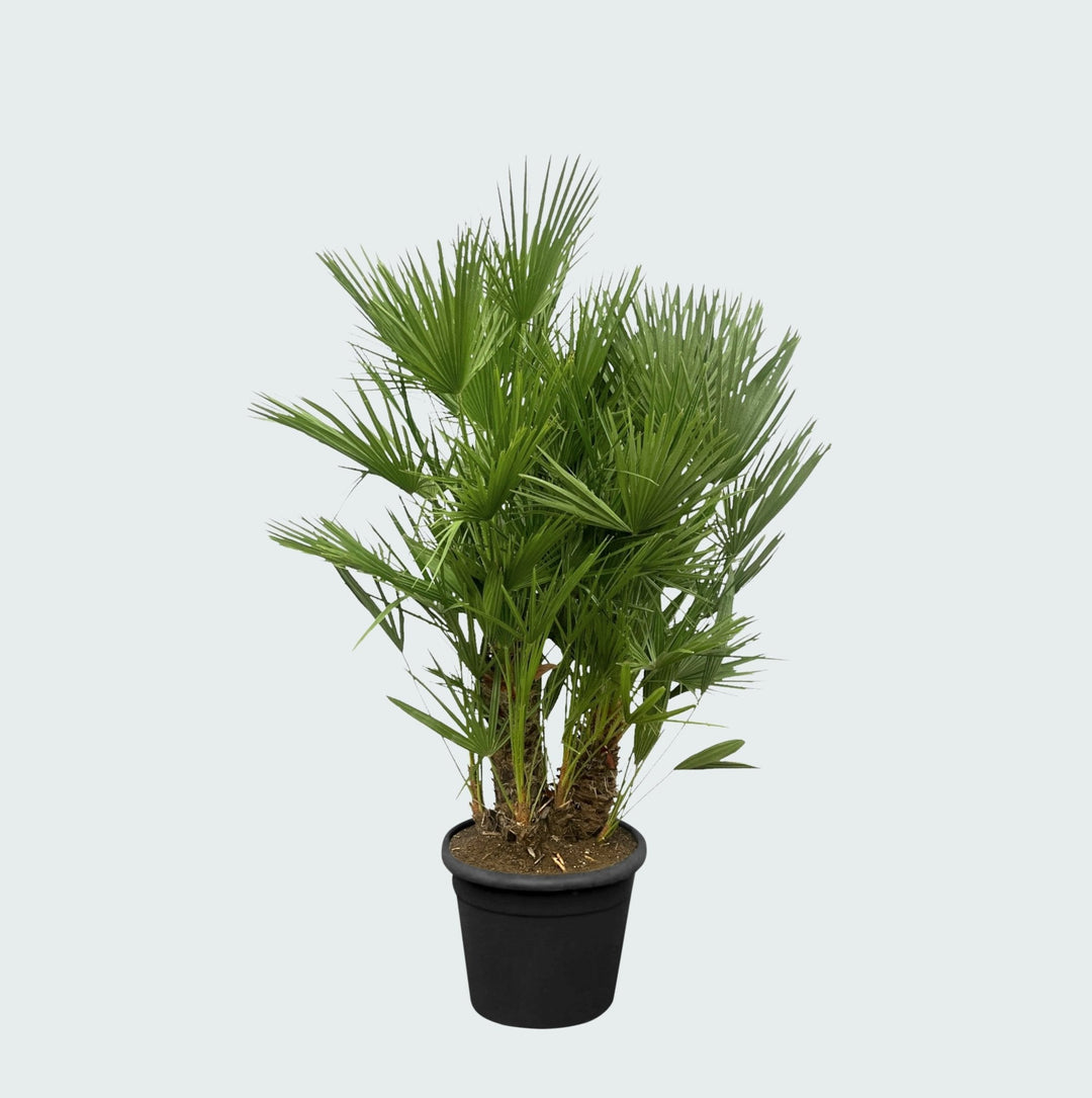 Chamaerops Humilis multistam - 180cm - Kamerplant Kopen