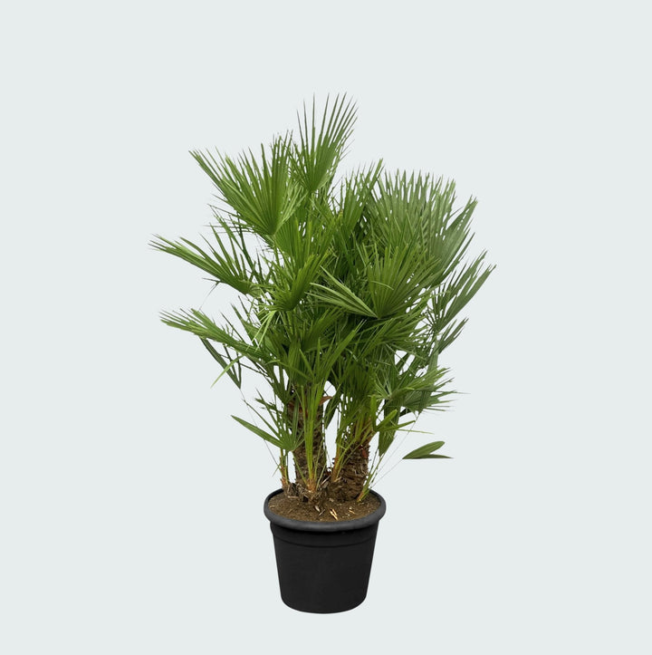 Chamaerops Humilis multistam - 180cm - Kamerplant Kopen