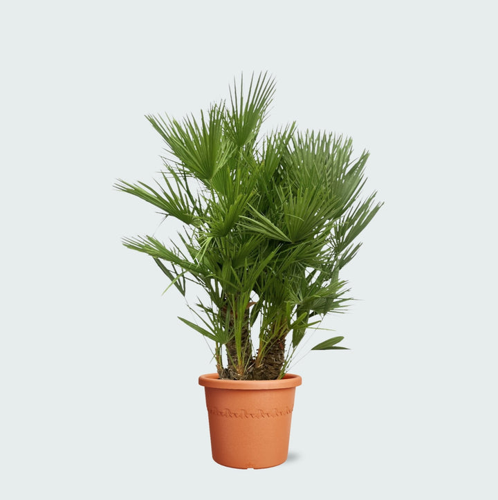 Chamaerops Humilis multistam - 180cm - Kamerplant Kopen