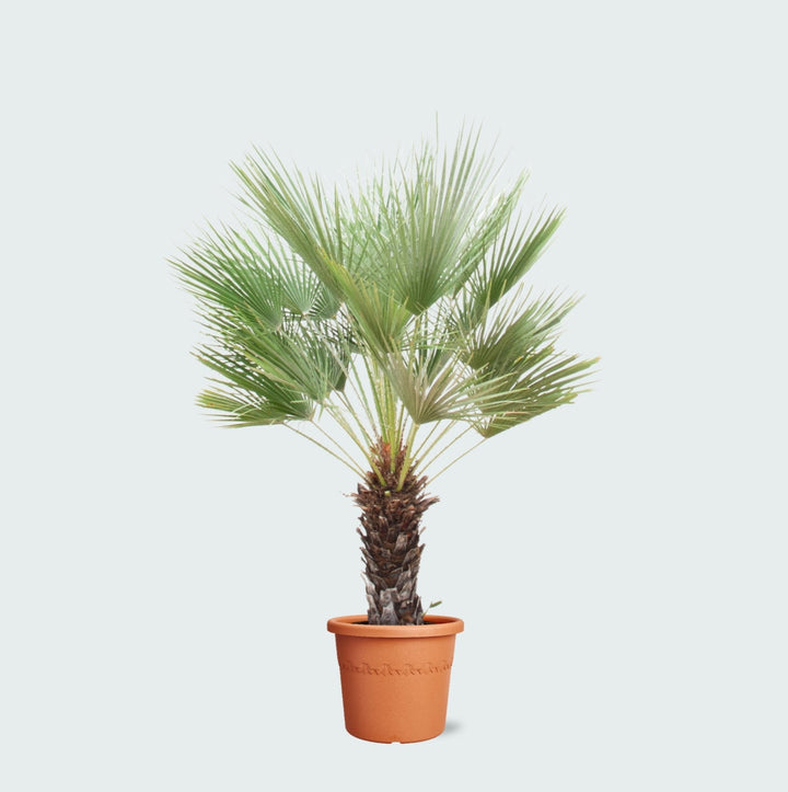 Chamaerops Humilis sur tronc - 170cm - Acheter une plante d'intérieur