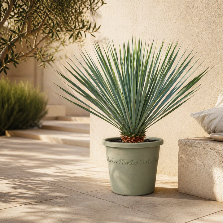 Yucca Rostrata - 70cm - Palmier bleu d'extérieur