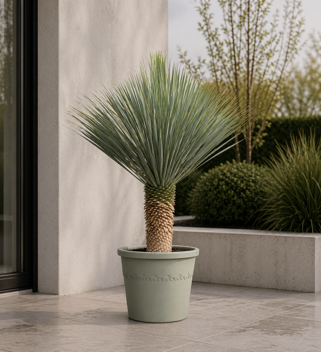 Yucca Rostrata - 170cm - Yucca rostrata (palmier-encens) d'extérieur