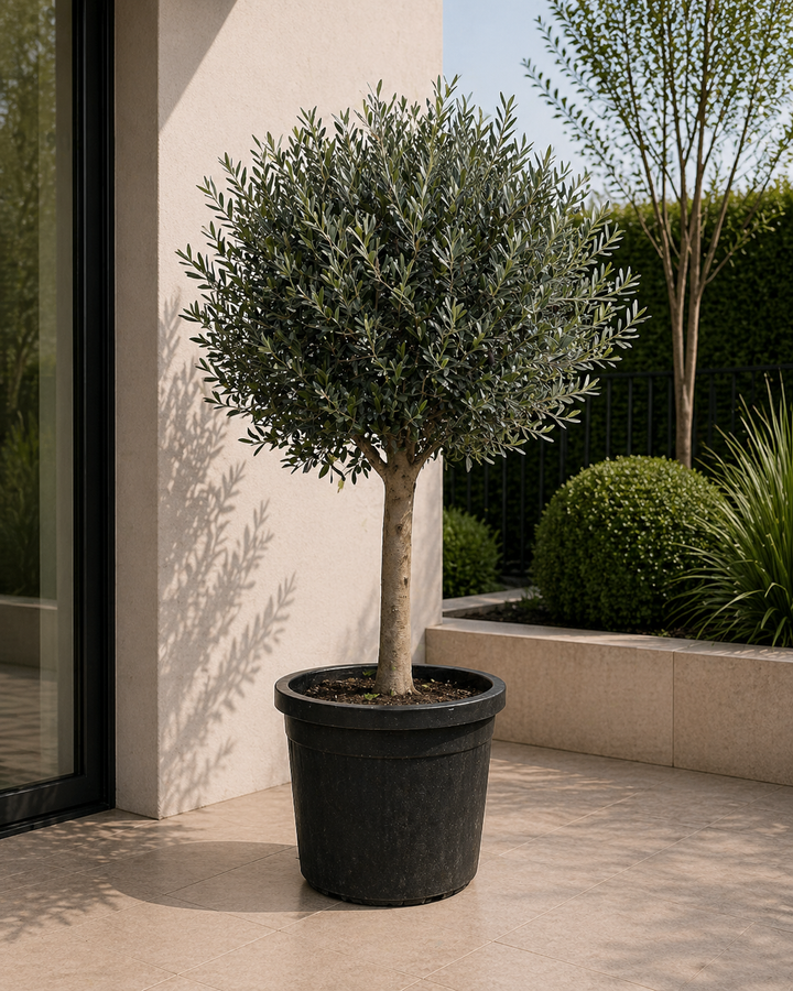 Olijfboom Olea Europaea – 180cm | Grote Buitenplant – Ø50