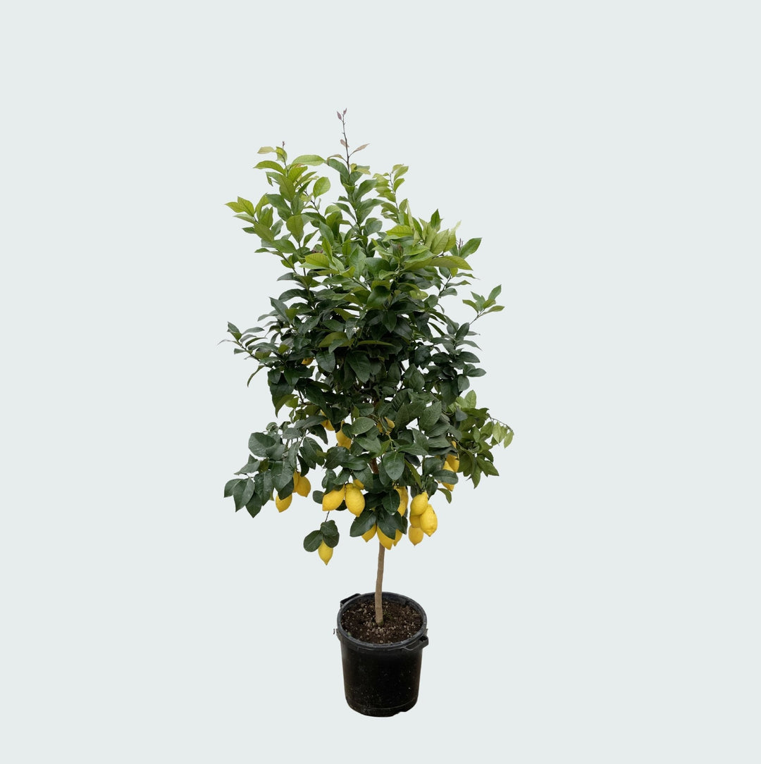 Citroenboom - 200cm - Buitenplant