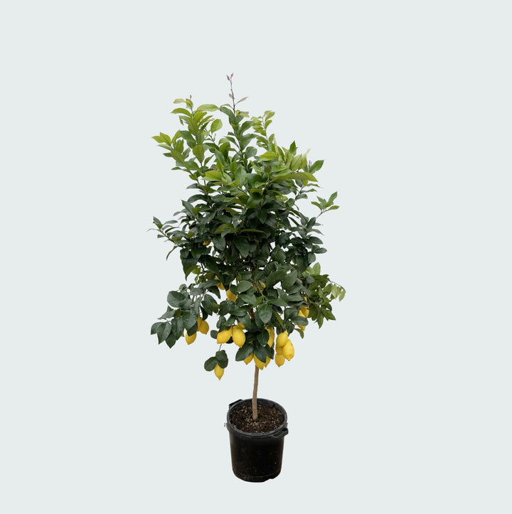 Citroenboom - 200cm - Buitenplant