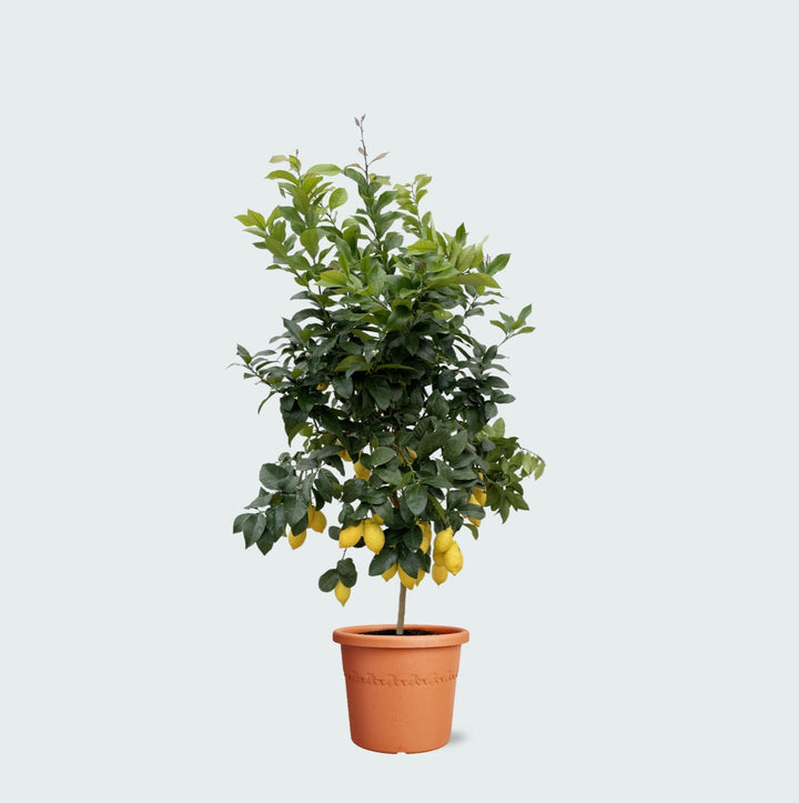 Citroenboom - 200cm - Buitenplant