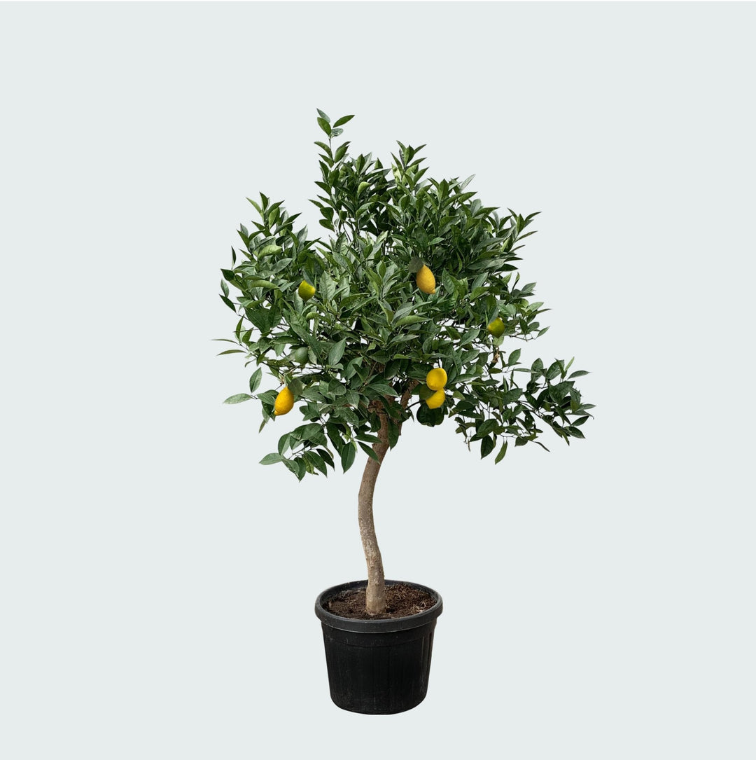 Citroenboom - 260cm - Kamerplant Kopen