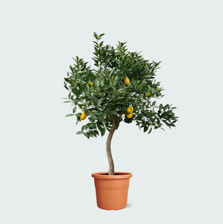 Citroenboom - 260cm - Kamerplant Kopen