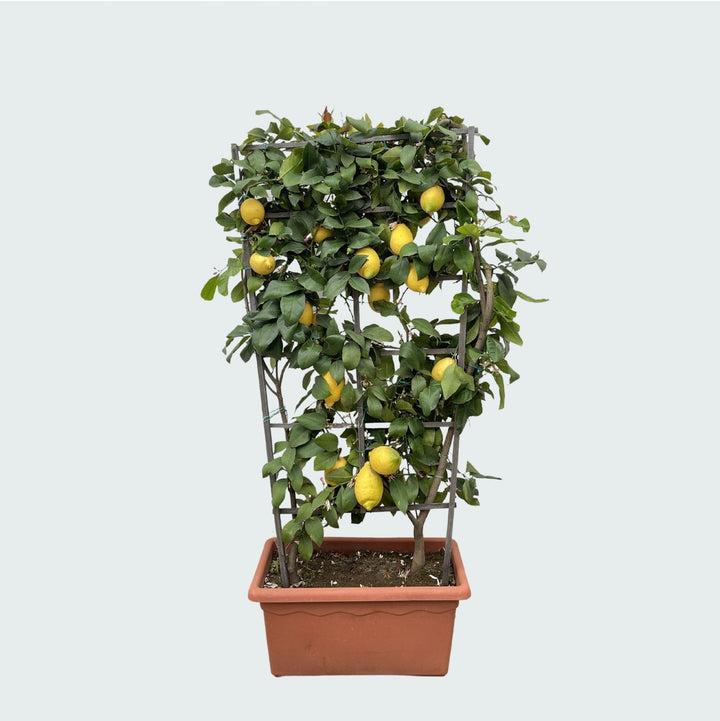 Citrus Citron sur étagère - 160cm - Acheter une plante d'intérieur