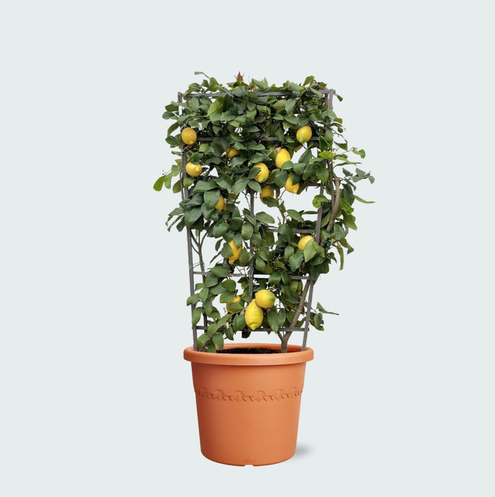 Citrus Citron sur étagère - 160cm - Acheter une plante d'intérieur