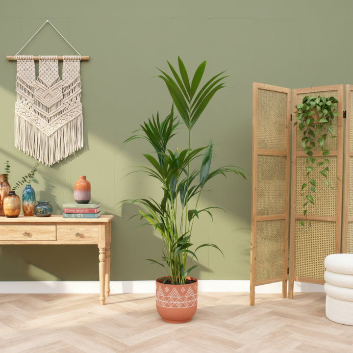 Combi deal - Kentia palm inclusief elho Vibes Fold Round - 160 cm