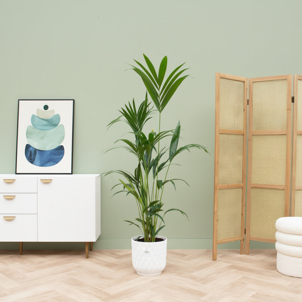Combi deal - Kentia palm inclusief elho Vibes Fold Round - 160 cm