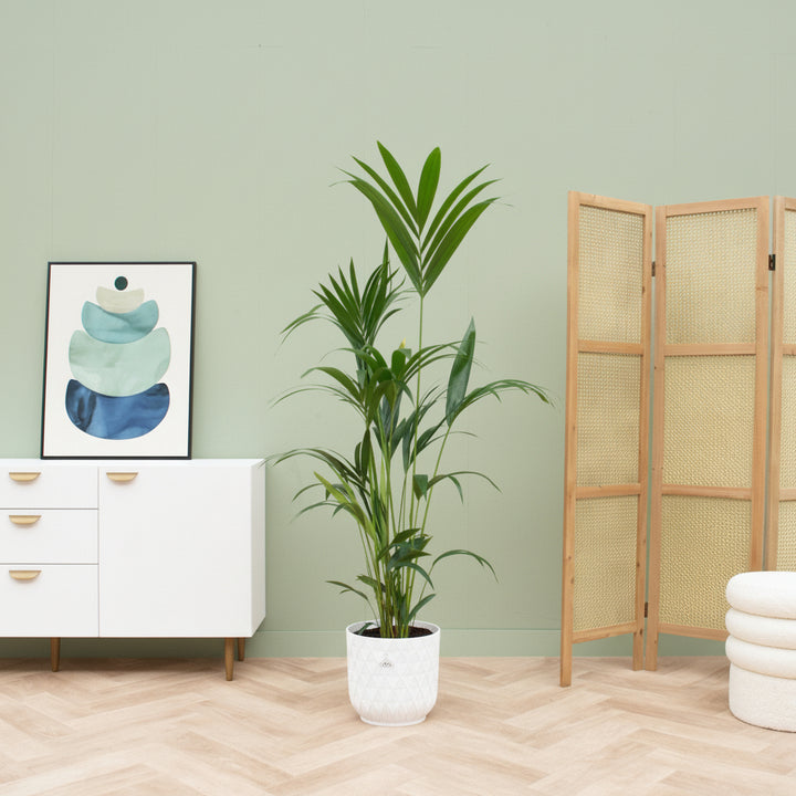 Combi deal - Kentia palm inclusief elho Vibes Fold Round - 160 cm