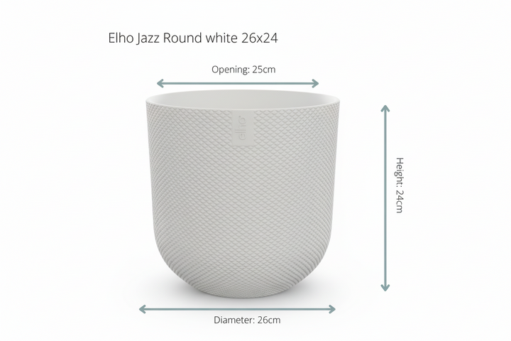Offre combinée - Palmier Kentia avec pot elho Jazz Round - 160 cm