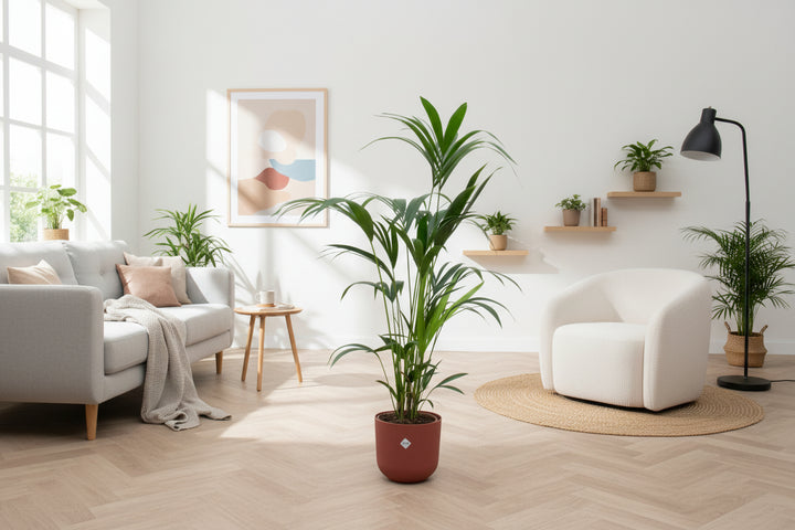 Offre combinée - Palmier Kentia avec pot elho Jazz Round - 160 cm