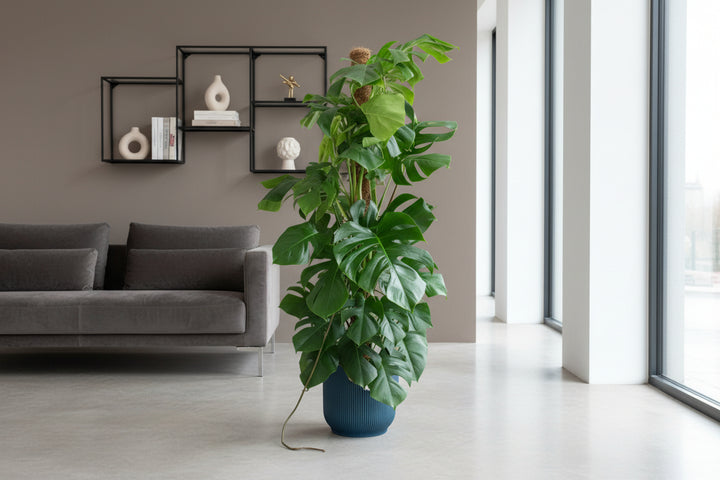 Combi deal - Monstera Pertusum XL Fold Round - 150cm