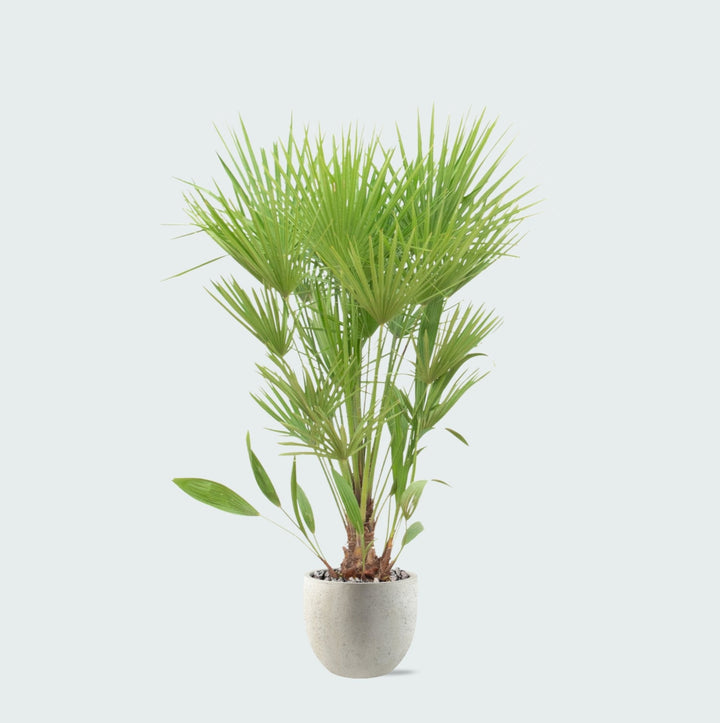 Combi deal - Chamaerops Humilis inclusief pot Grigio new egg - 170cm