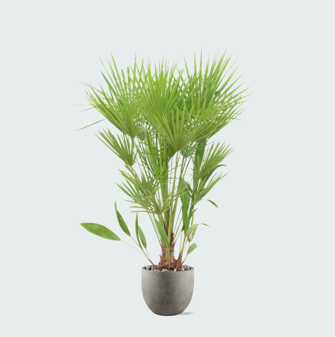 Combi deal - Chamaerops Humilis inclusief pot Grigio new egg - 170cm