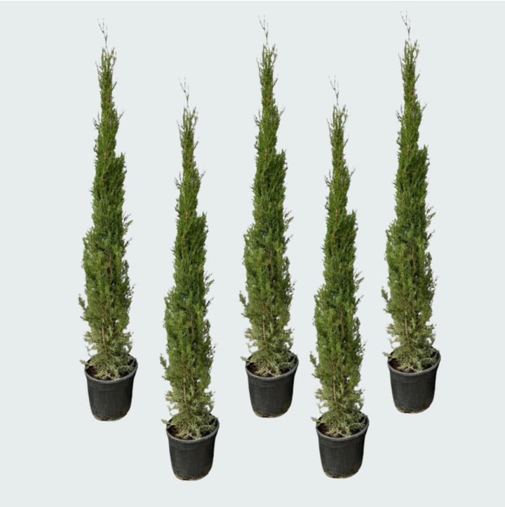 5x Cupressus Sempervirens Totem - 170cm - Kamerplant Kopen