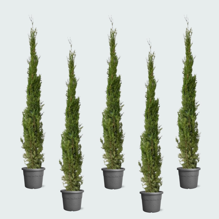 5x Cupressus Sempervirens Totem - 170cm - Kamerplant Kopen