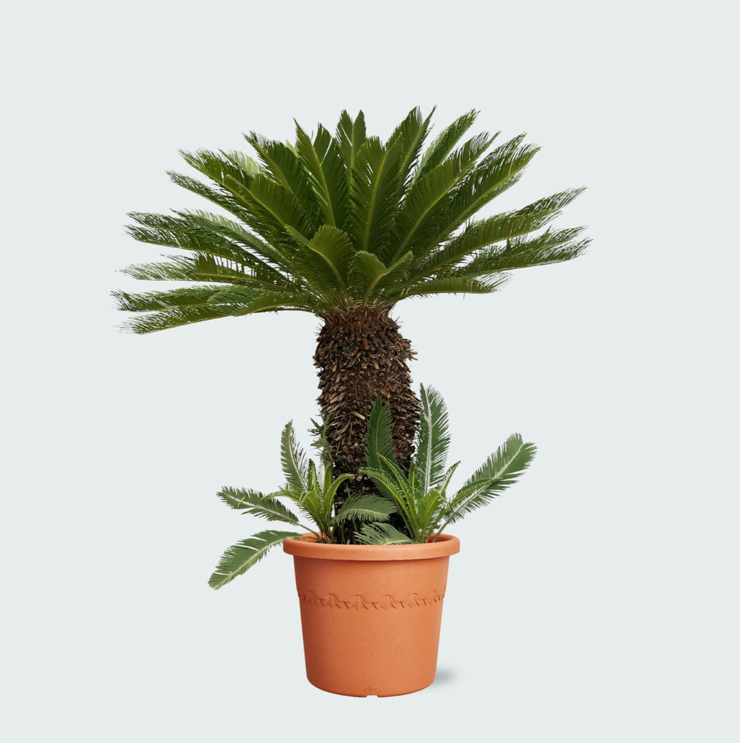 Cycas Revoluta - 180cm - Acheter une plante d'intérieur