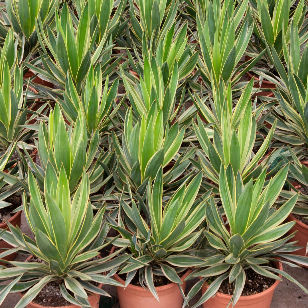 Yucca Gloriosa Variegata - 50cm - Palmier d'intérieur
