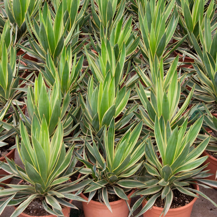 Yucca Gloriosa Variegata - 50cm - Palmier d'intérieur