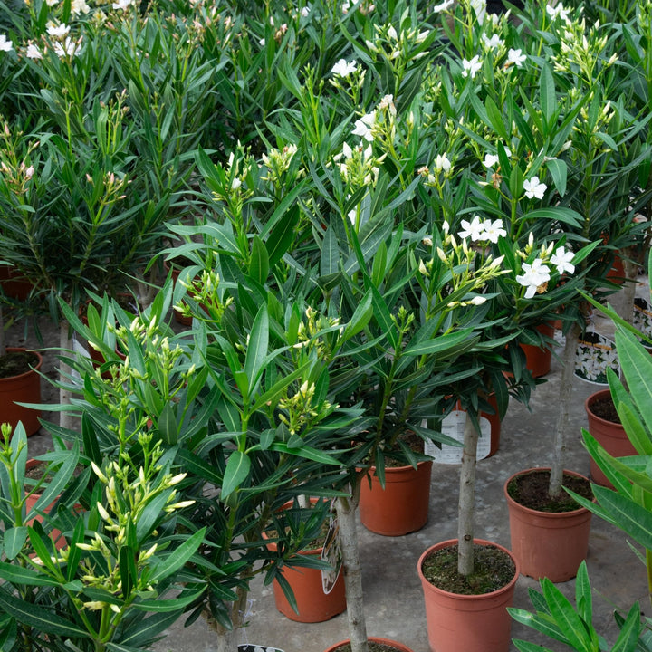 Nerium Oleander sur tige - 140cm - Acheter une plante d'intérieur