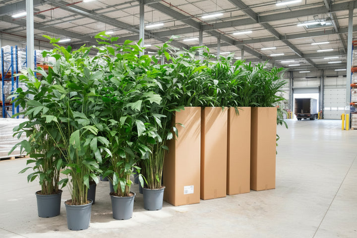 Caryota Mitis - 250cm - Visboompalm Tropisch