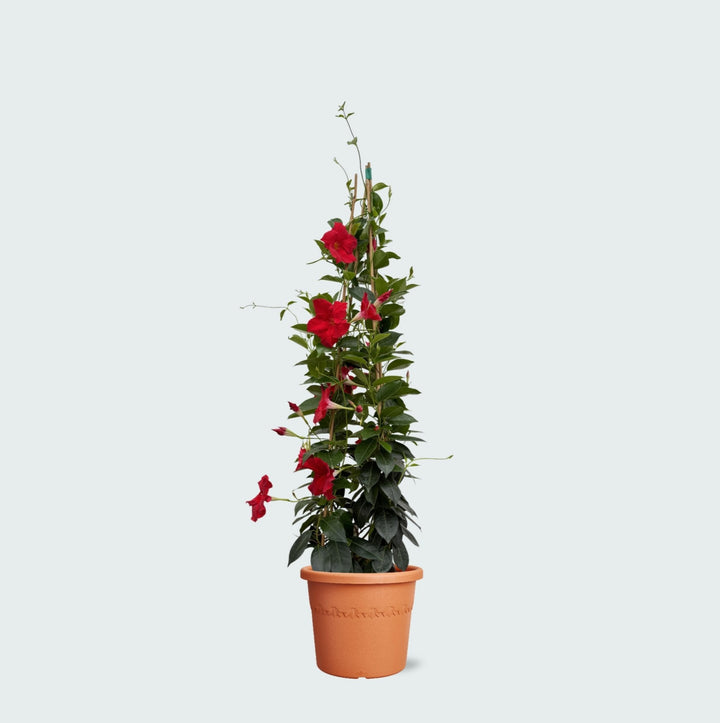 Dipladenia - 110cm - Acheter une plante d'intérieur