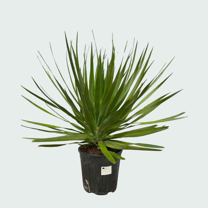 Dracaena Draco - 100cm - Drakenboom Kamerplant