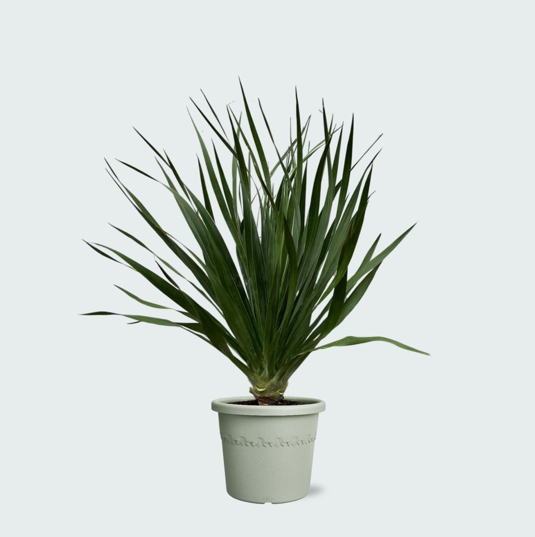 Dracaena Draco - 100cm - Drakenboom Kamerplant