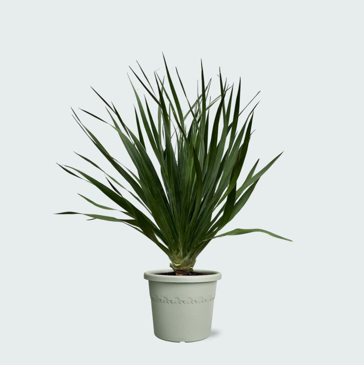 Dracaena Draco - 100cm - Drakenboom Kamerplant