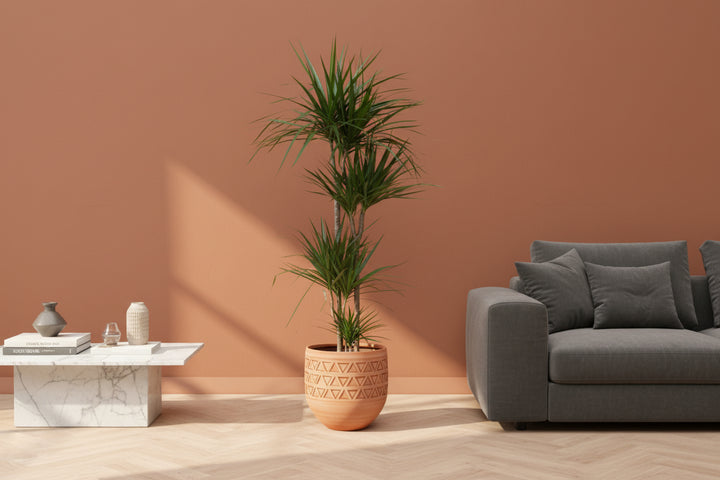 Dracaena Marginata XL - 180cm - Drakenboom - Drakenboom Kamerplant