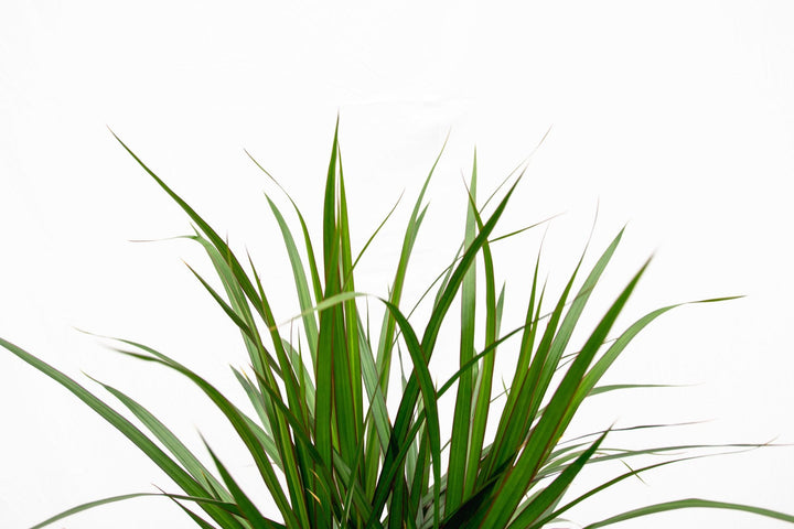 Dracaena Marginata XL - 180cm - Drakenboom - Drakenboom Kamerplant