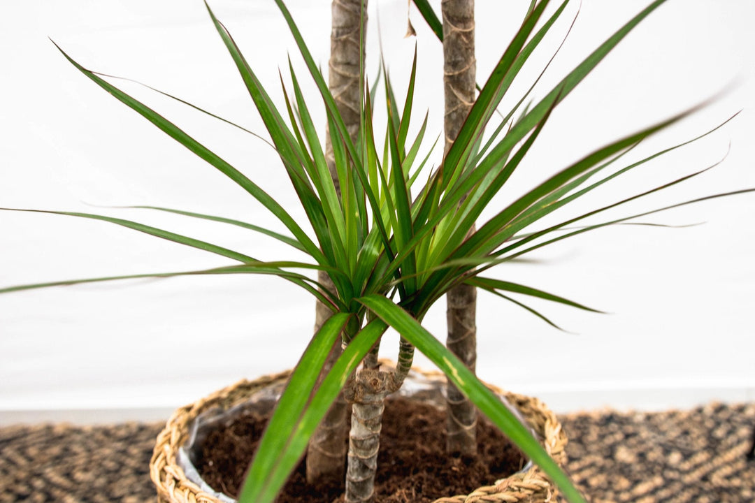 Dracaena Marginata XL - 180cm - Drakenboom - Drakenboom Kamerplant