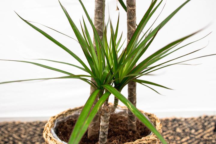 Dracaena Marginata XL - 180cm - Drakenboom - Drakenboom Kamerplant