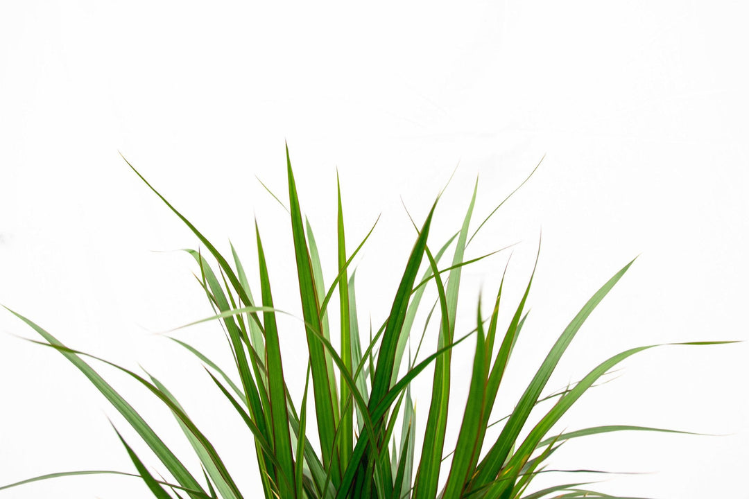 Dracaena Marginata XL - 180cm - Drakenboom - Drakenboom Kamerplant